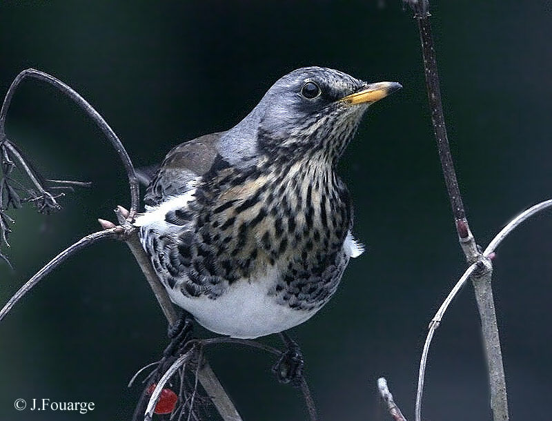 Fieldfare