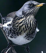 Fieldfare