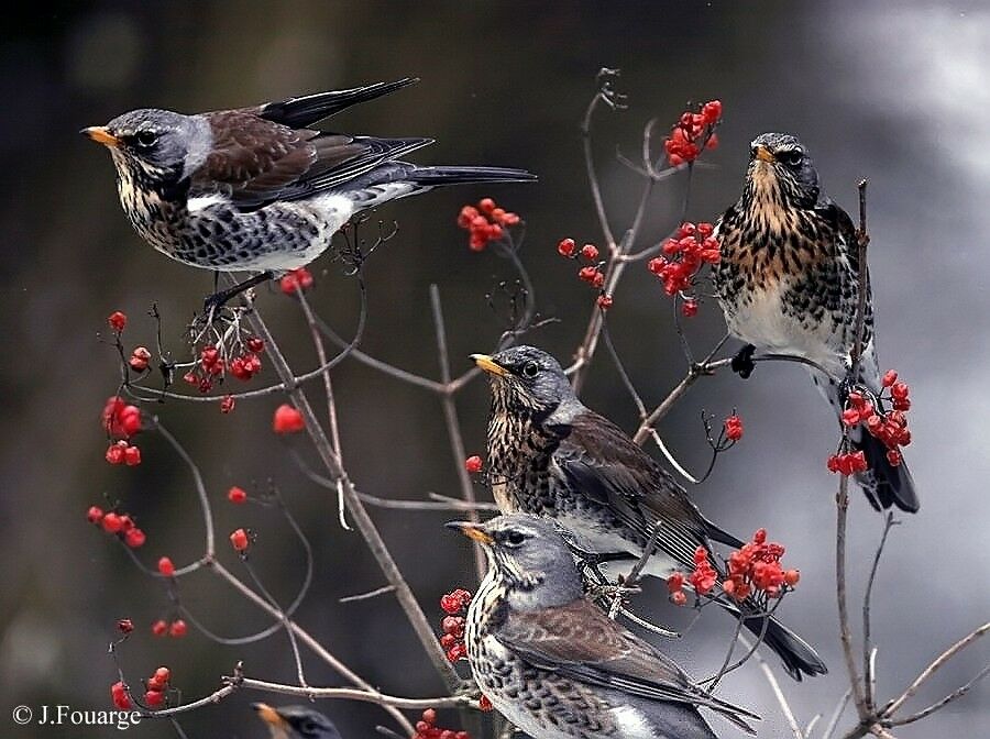 Fieldfare