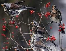 Fieldfare