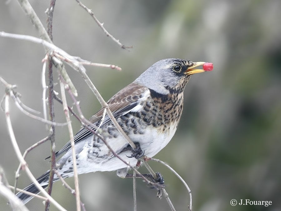 Fieldfare