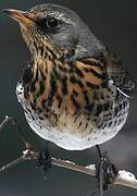 Fieldfare