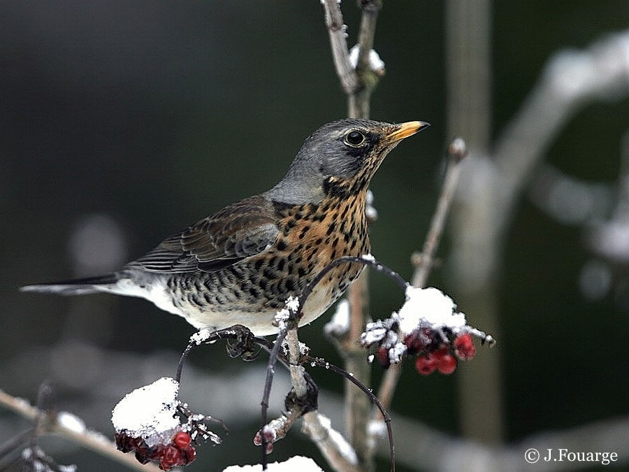 Fieldfare