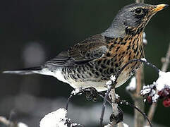 Fieldfare