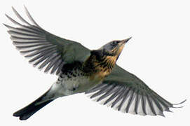 Fieldfare