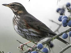 Redwing