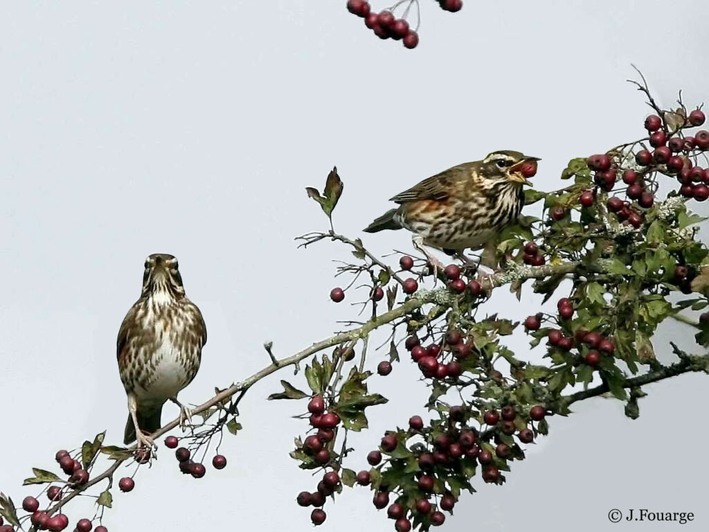 Redwing