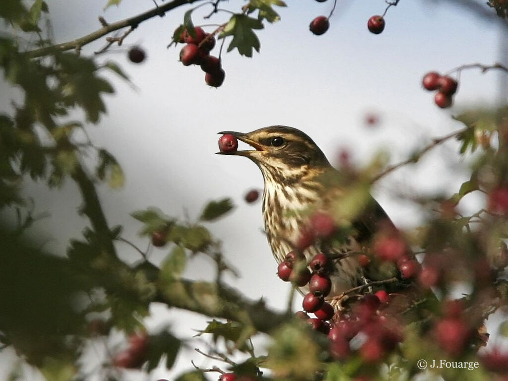 Redwing