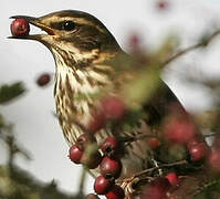 Redwing