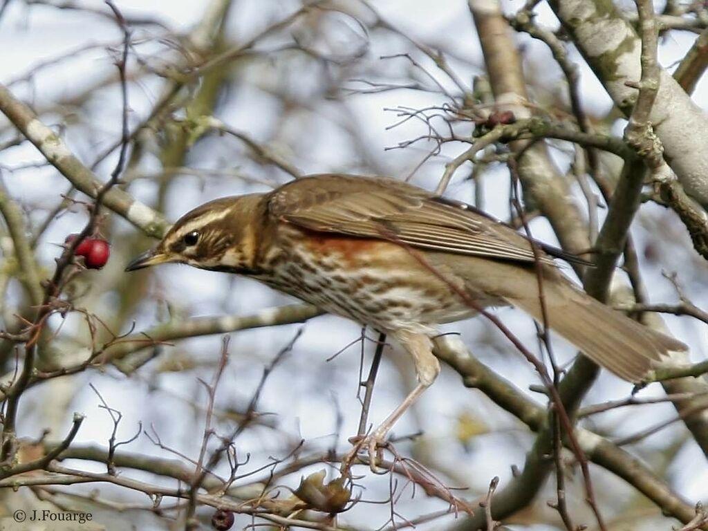 Redwing