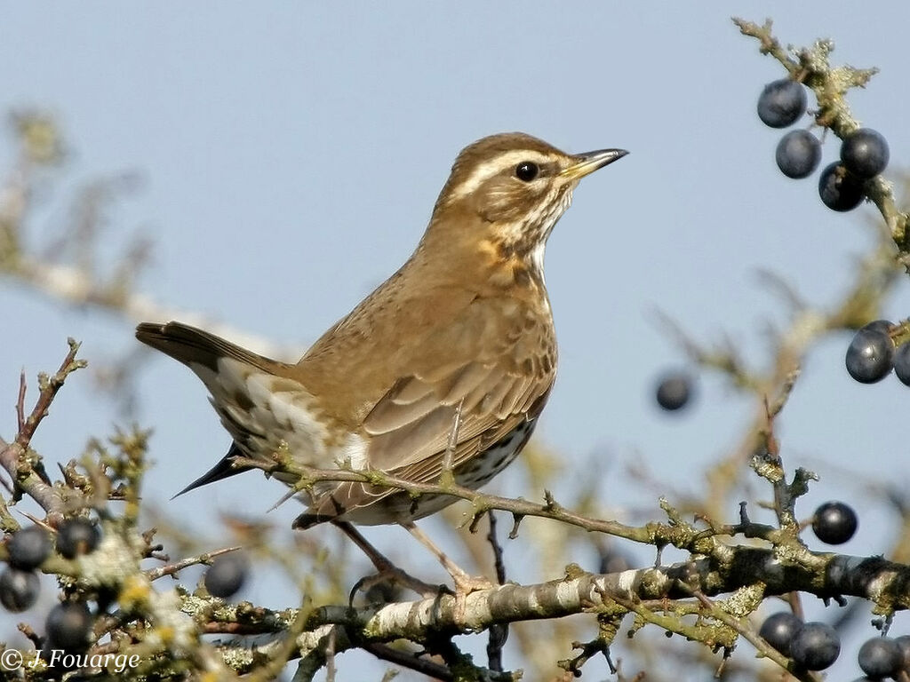 Redwing