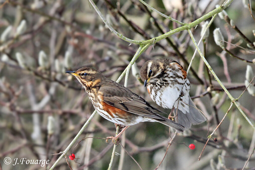 Redwing, identification