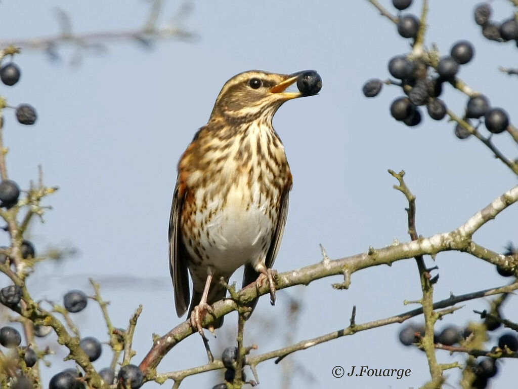 Redwing