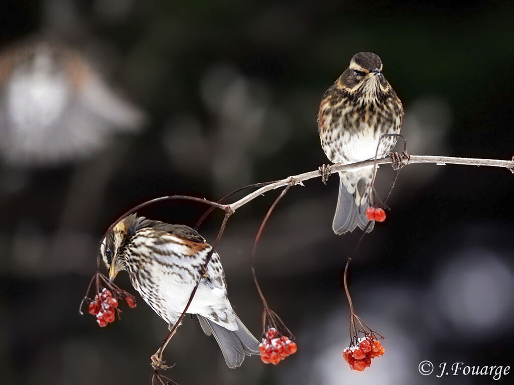 Redwing, feeding habits, Behaviour