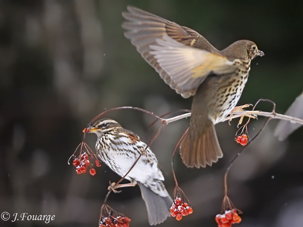 Redwing, identification, feeding habits, Behaviour