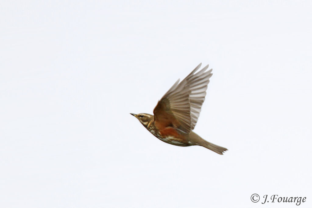 Redwing, Flight