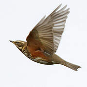 Redwing