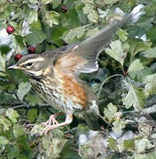 Redwing