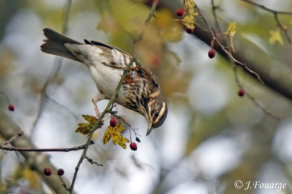 Redwing, feeding habits