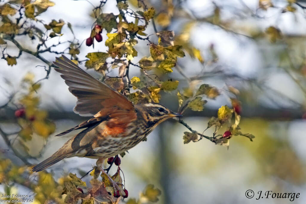 Redwing, pigmentation, Behaviour