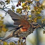 Redwing