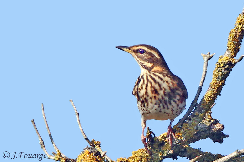 Redwing, identification