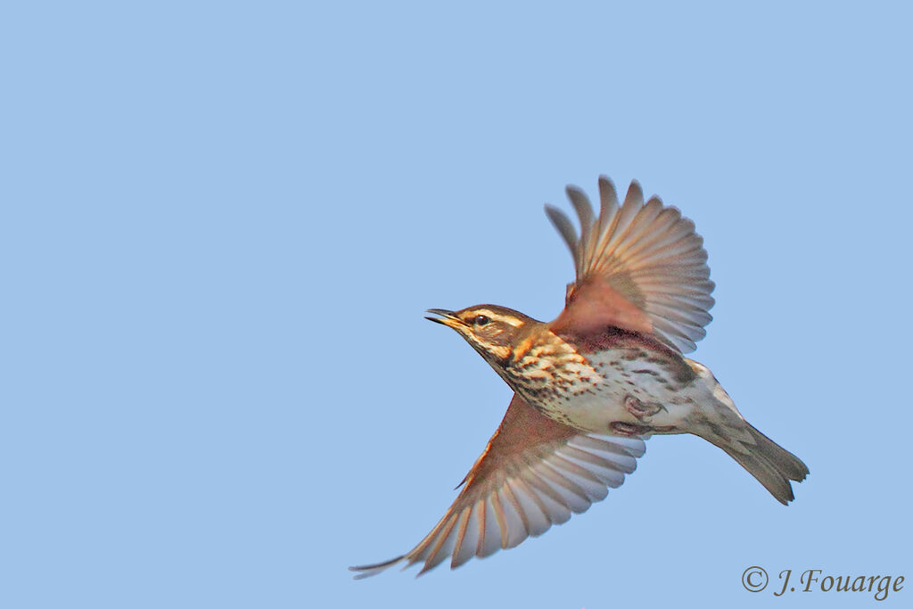 Redwingadult, Flight