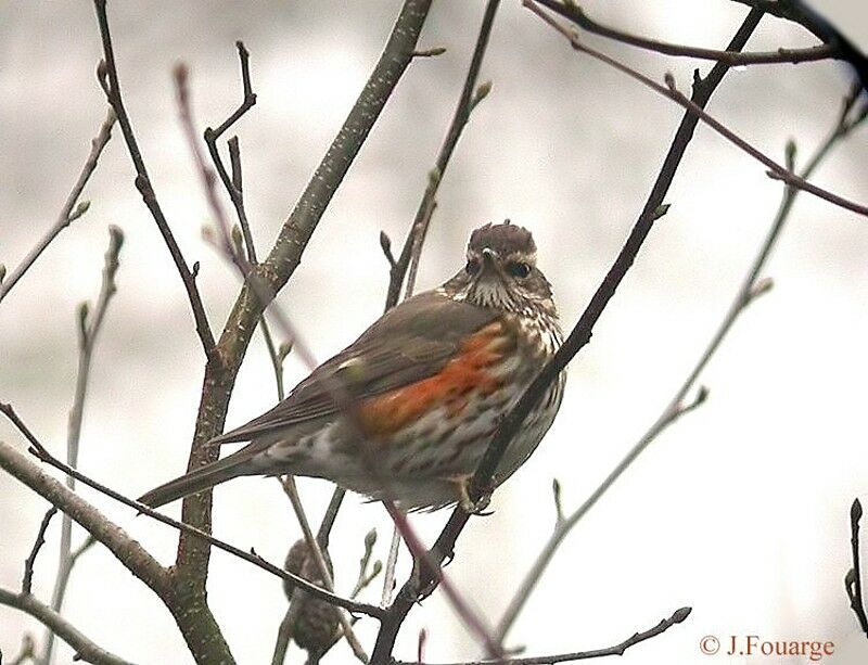 Redwing