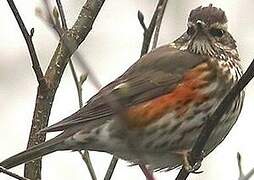 Redwing