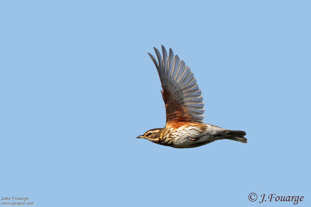 Redwingadult, Flight