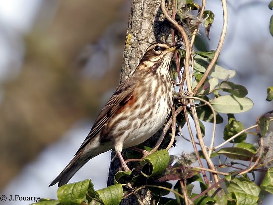 Redwing