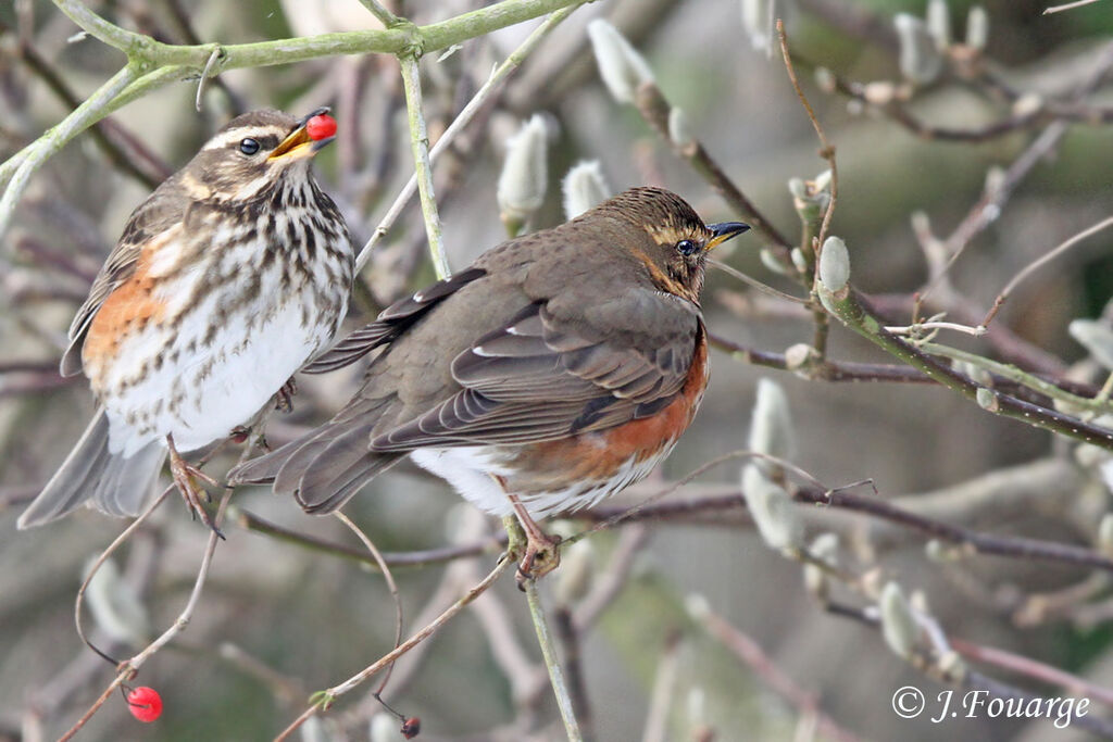 Redwing, identification