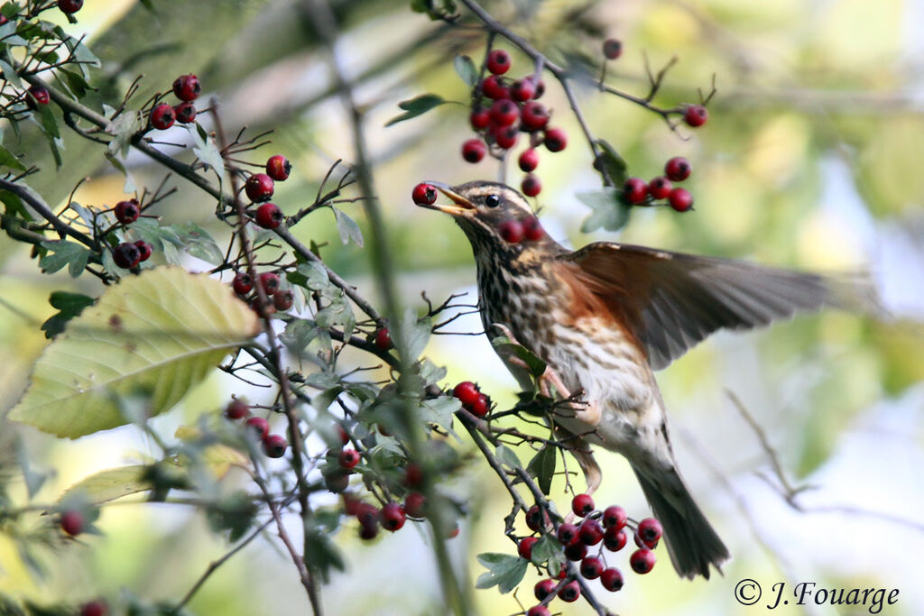 Redwing, identification, feeding habits, Behaviour