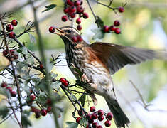 Redwing