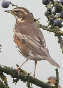 Redwing