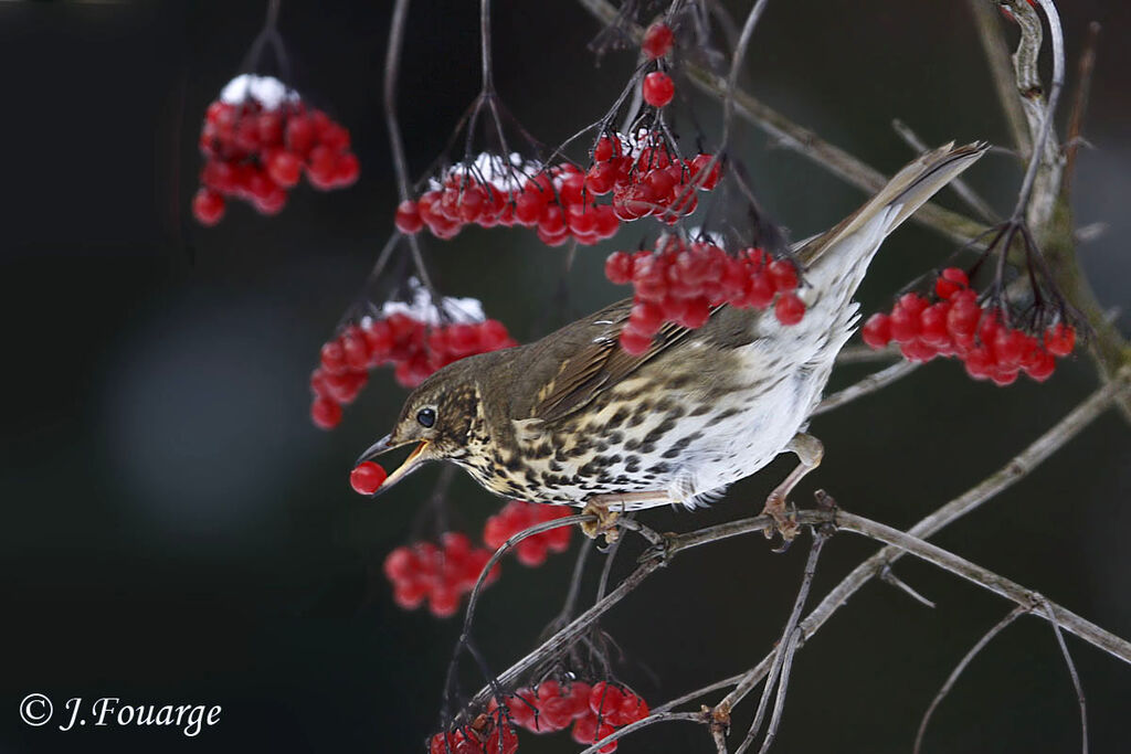 Song Thrush, feeding habits