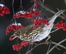 Song Thrush