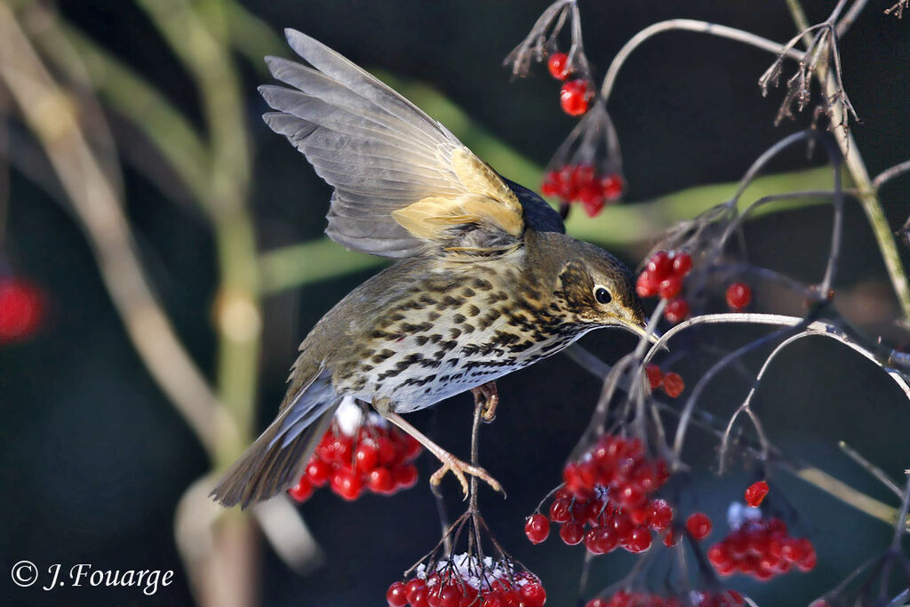 Song Thrush