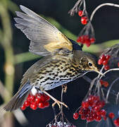 Song Thrush