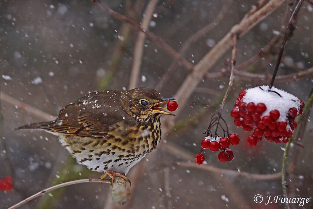 Song Thrush, feeding habits