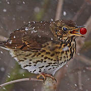 Song Thrush