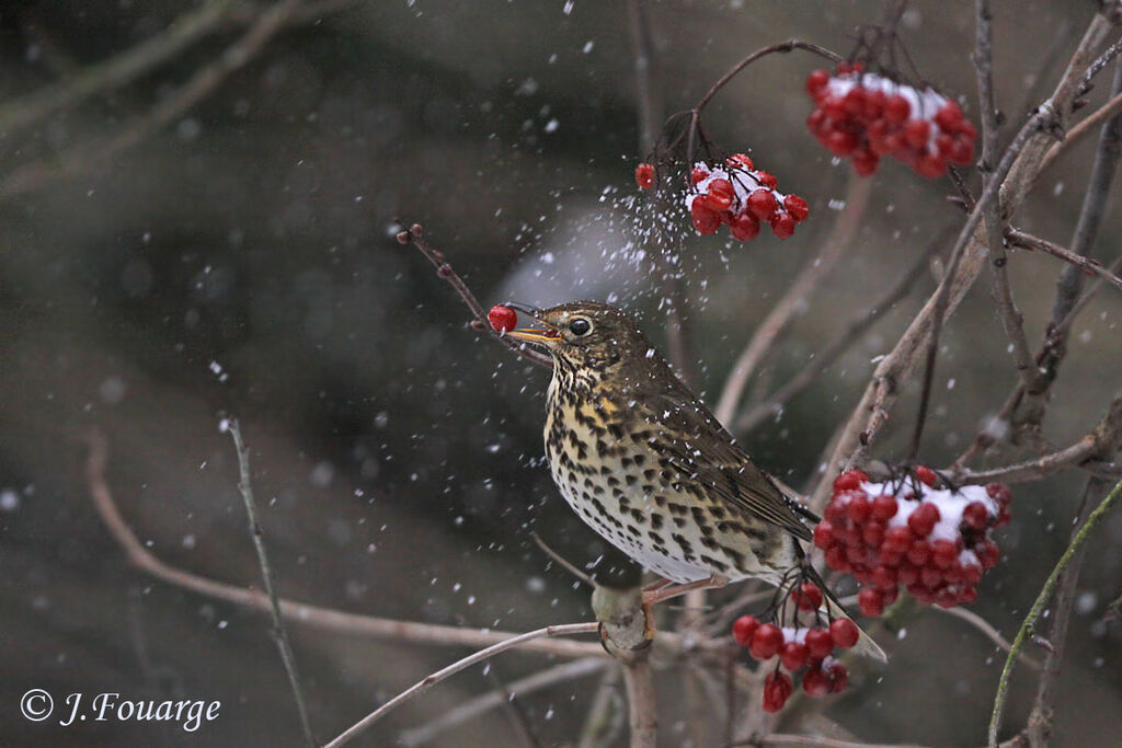 Song Thrush, feeding habits