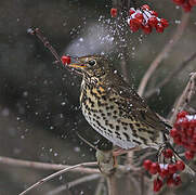 Song Thrush