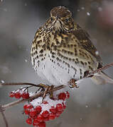 Song Thrush