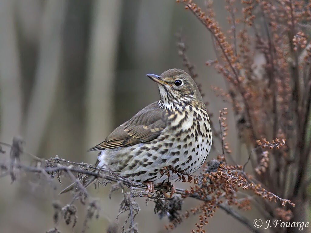 Song Thrush, Behaviour