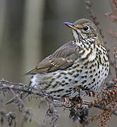 Song Thrush