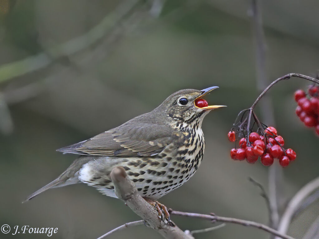 Song Thrush, feeding habits, Behaviour