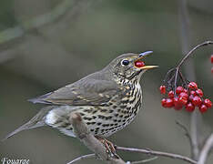 Song Thrush