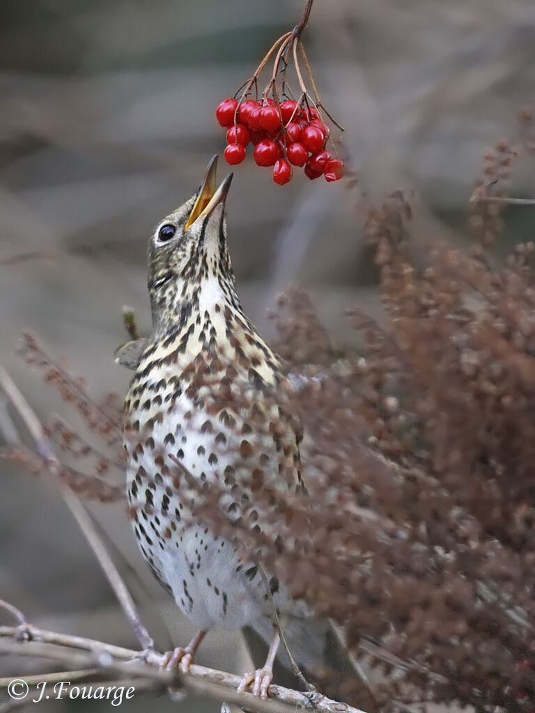 Song Thrush, feeding habits, Behaviour