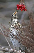 Song Thrush